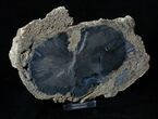 Inch Blue Forest Petrified Rough Wood ( Ounces) #3250-2